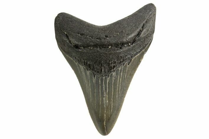 Juvenile Megalodon Tooth - Georgia #332805